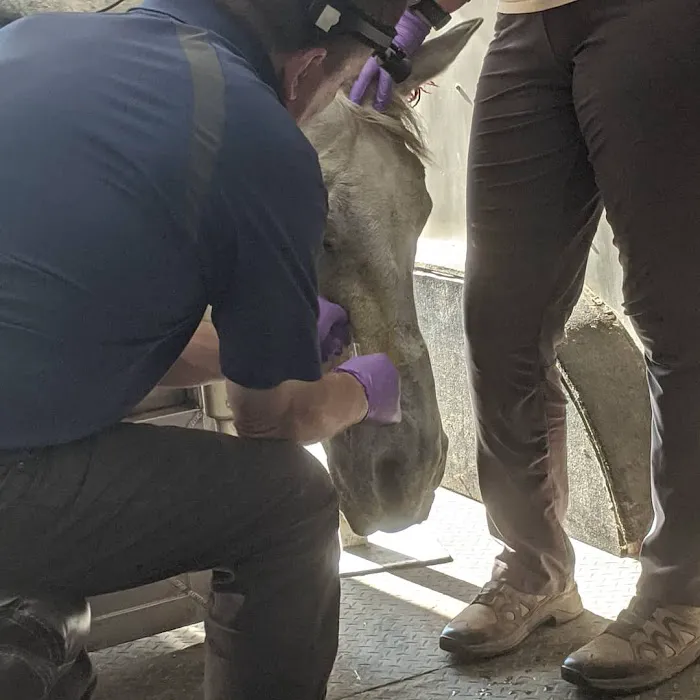 Advanced Equine Dentistry 3