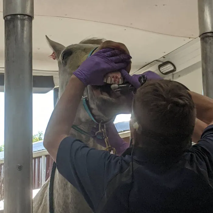 Advanced Equine Dentistry 1
