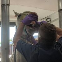 Advanced Equine Dentistry ico