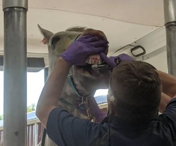 Advanced Equine Dentistry