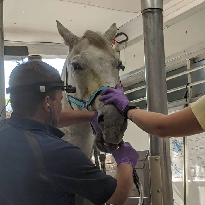 Advanced Equine Dentistry 2