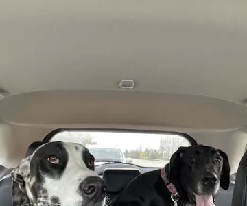 Banfield Pet Hospital