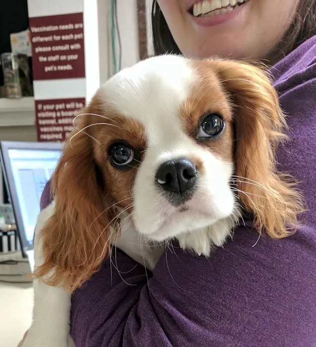 Westarbor Animal Hospital 8
