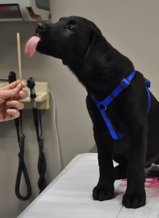 Westarbor Animal Hospital 4