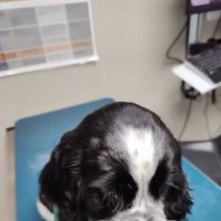 Westarbor Animal Hospital ico