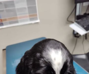 Westarbor Animal Hospital
