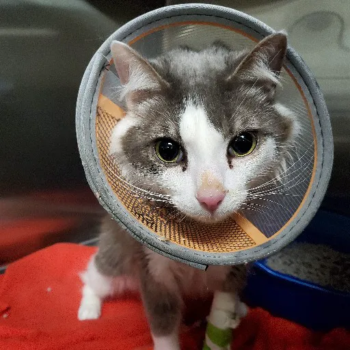 Emergency Veterinary Hospital 4