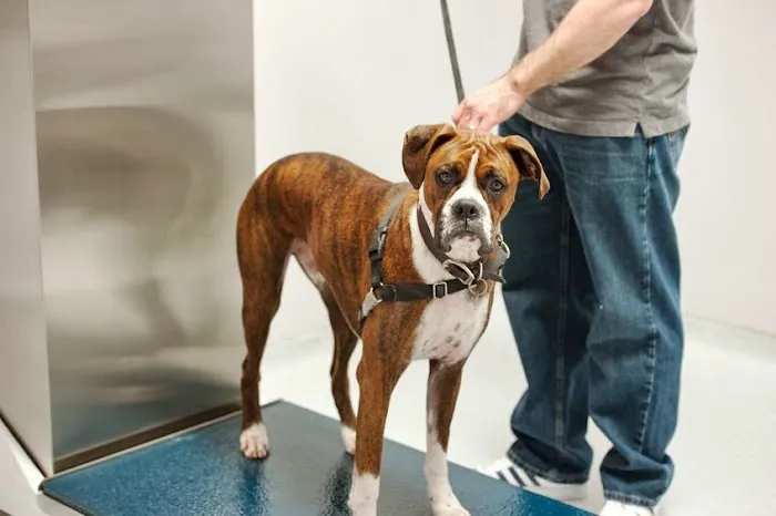 Emergency Veterinary Hospital 1