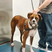 Emergency Veterinary Hospital ico