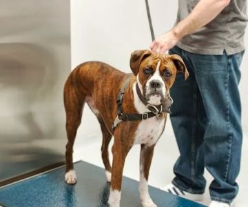 Emergency Veterinary Hospital