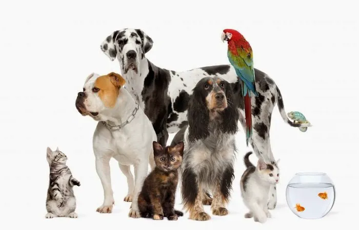 Emergency Veterinary Hospital 5