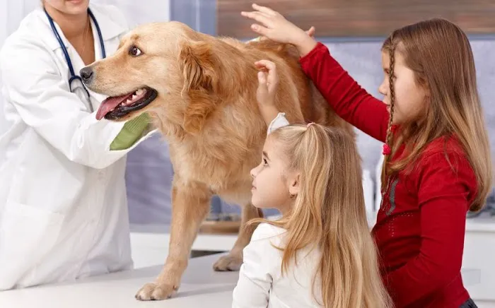 Emergency Veterinary Hospital 10