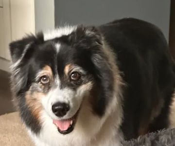 Pittsfield Pet Care