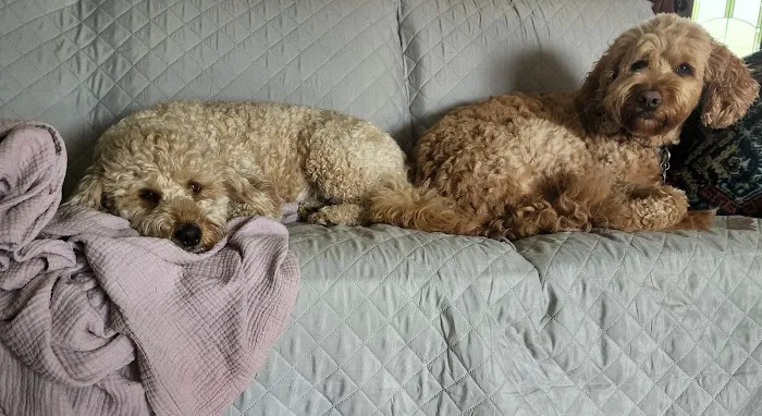 Pittsfield Pet Care 4