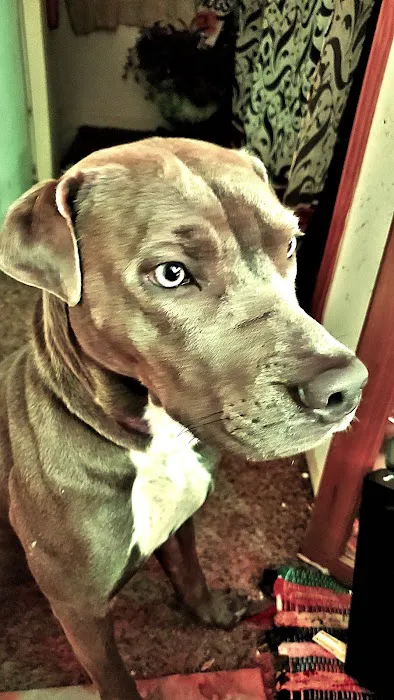 Noah's Ark Pet Hospital 3
