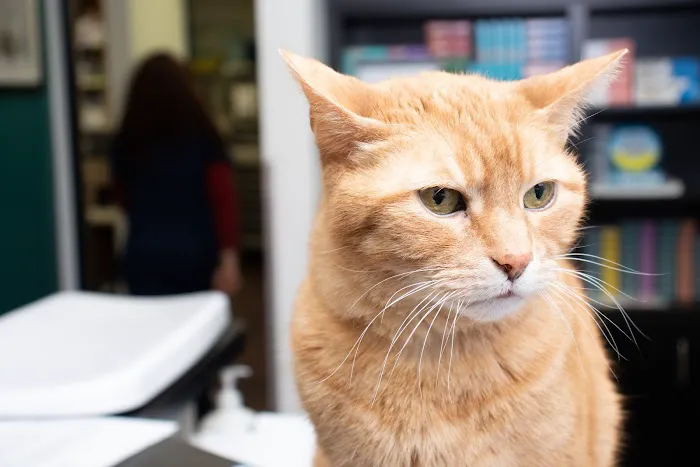 Whittaker Road Animal Clinic 10