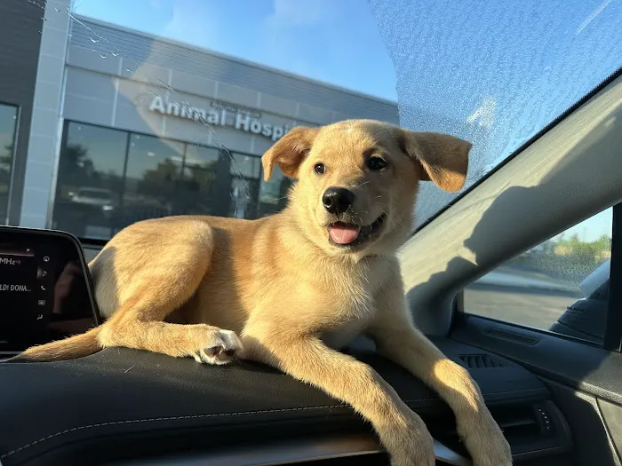 South Arbor Animal Hospital 5