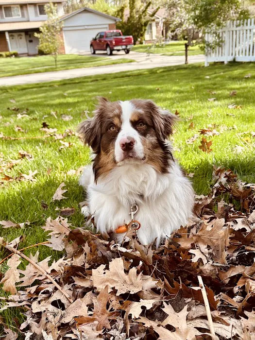 South Arbor Animal Hospital 10