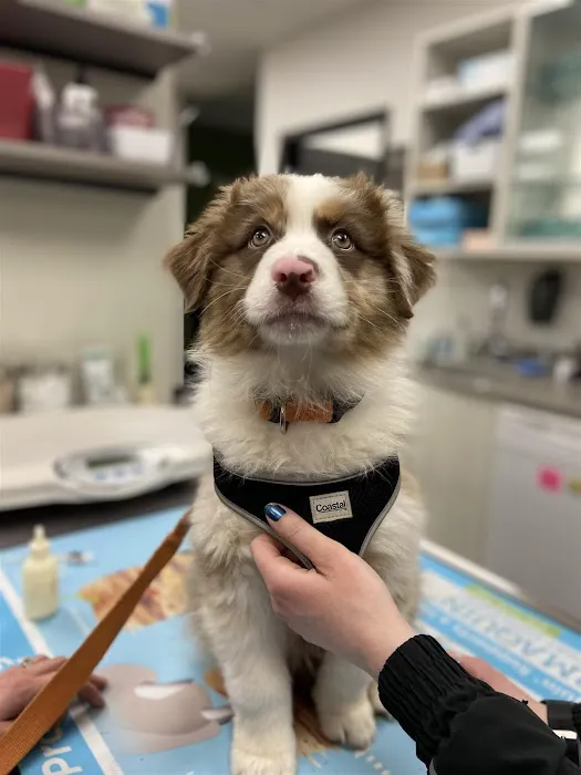 South Arbor Animal Hospital 8
