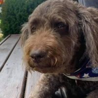 Graber's Animal Hospital ico