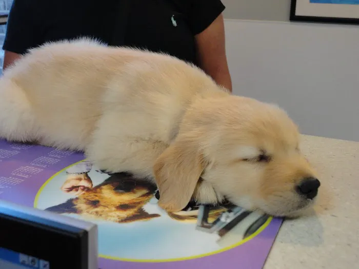 Graber's Animal Hospital 9
