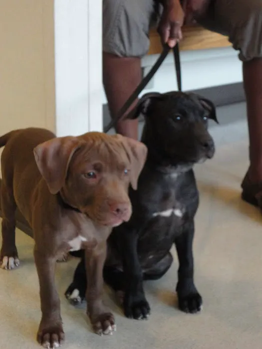 Graber's Animal Hospital 2
