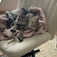 MiVet Animal Clinic ico