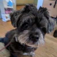 Village Animal Clinic PC ico