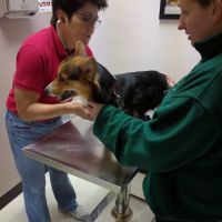 Parkway Animal Clinic ico