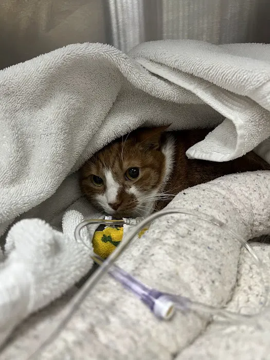 Compassionate Care Animal Hospital 5