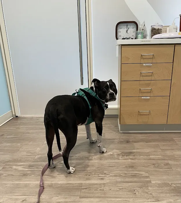 Animal Urgent Center 1