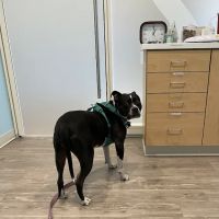 Animal Urgent Center ico