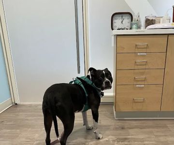 Animal Urgent Center