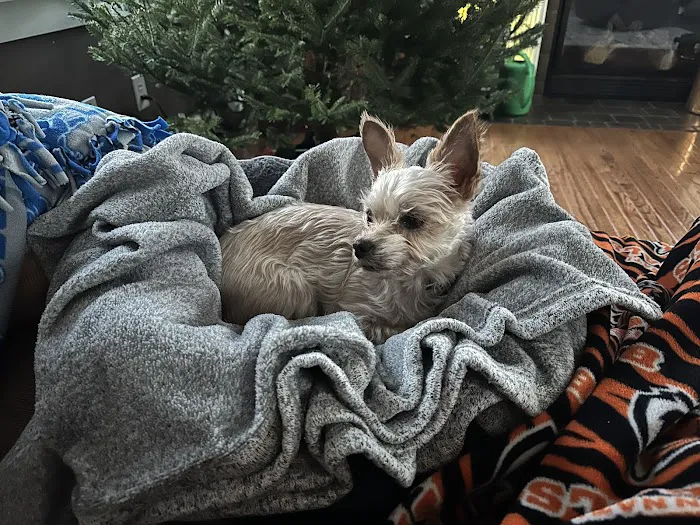 Animal Urgent Center 6