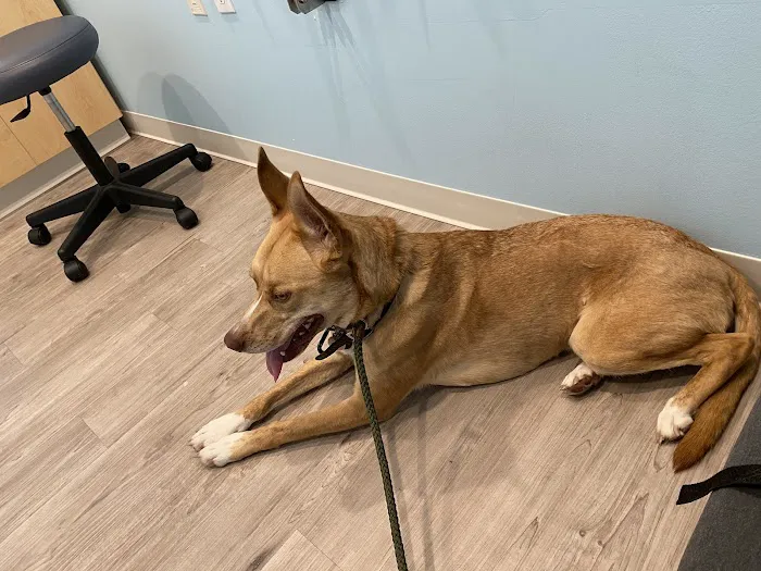 Animal Urgent Center 4