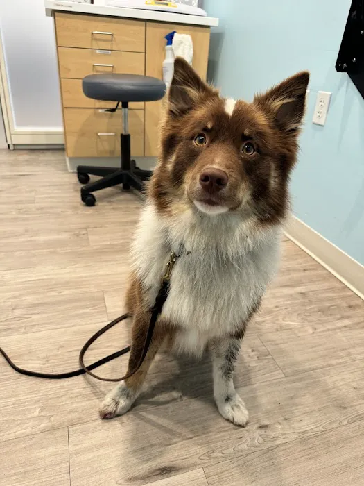 Animal Urgent Center 5