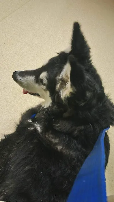 Washtenaw Veterinary Hospital 3