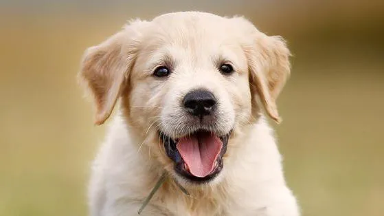 West Toledo Animal Hospital 8