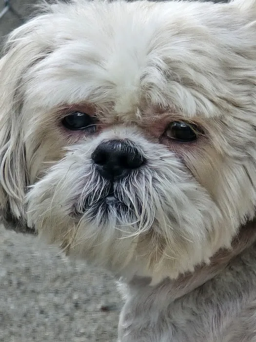 West Toledo Animal Hospital 1