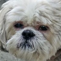 West Toledo Animal Hospital ico