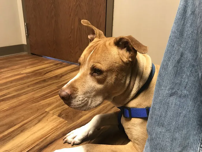 West Toledo Animal Hospital 4
