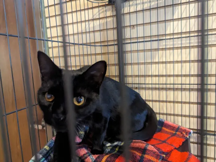 West Toledo Animal Hospital 9