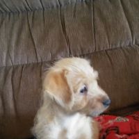 Lewis Animal Hospital ico
