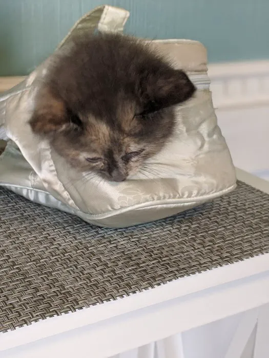 Lewis Animal Hospital 5