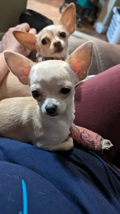 Lewis Animal Hospital 3
