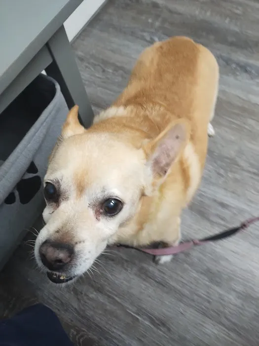 Lewis Animal Hospital 6