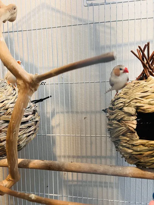 NJ Birds & Budgies 5