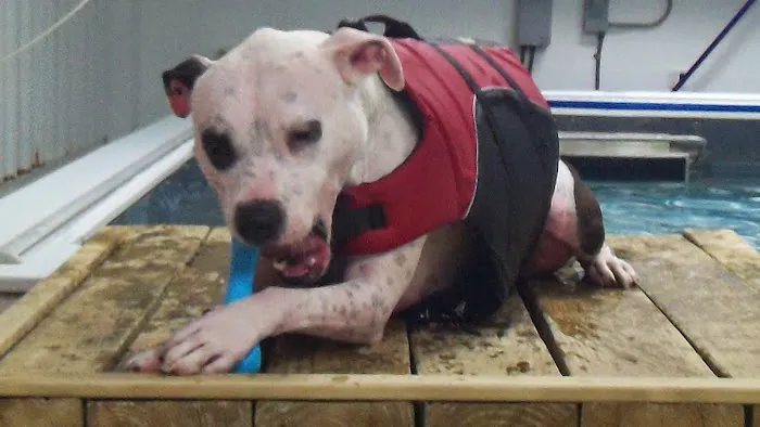 Animal Rehabilitation Facility 6