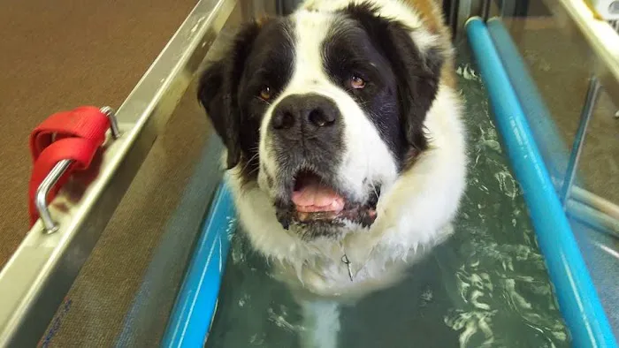 Animal Rehabilitation Facility 7