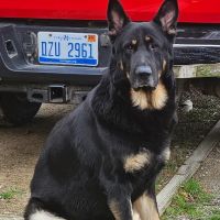 Animal Rehabilitation Facility ico